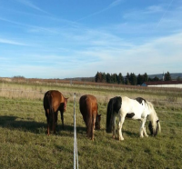 Unsere Pferde